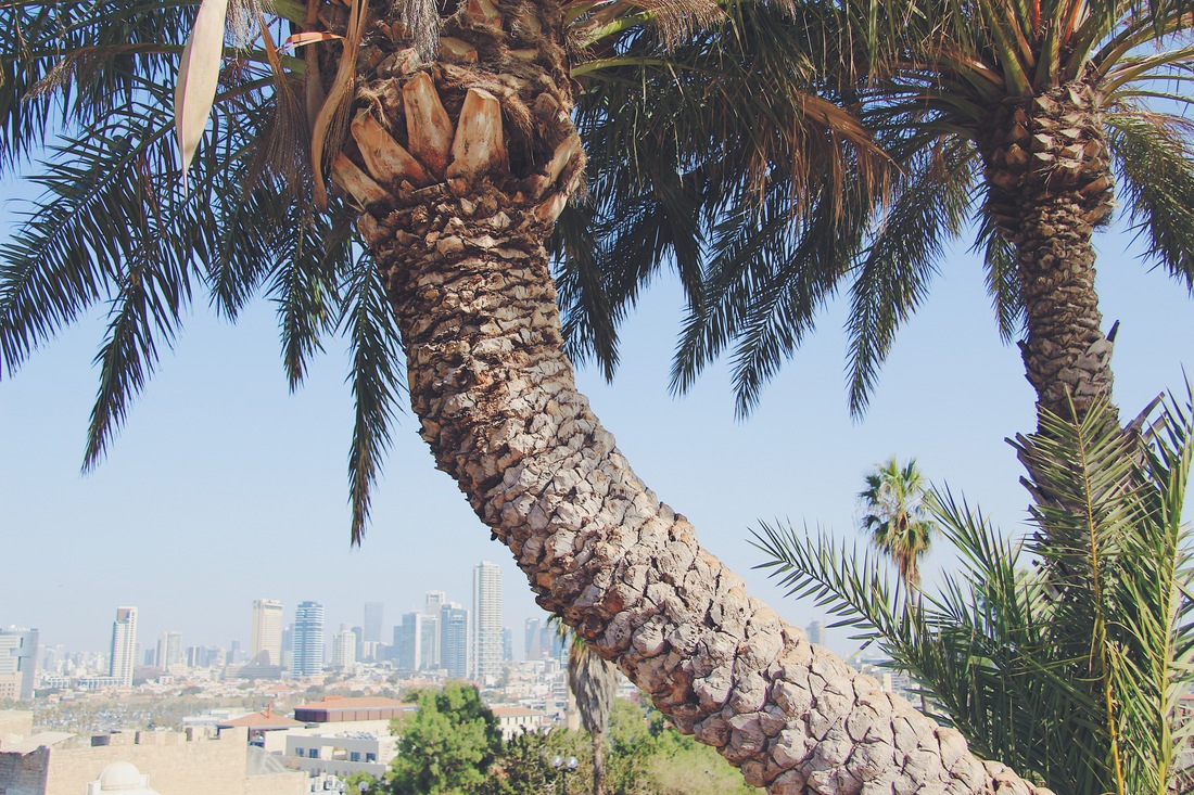 Palm tree are visible at the front of a photo which overlooks Tel Aviv.