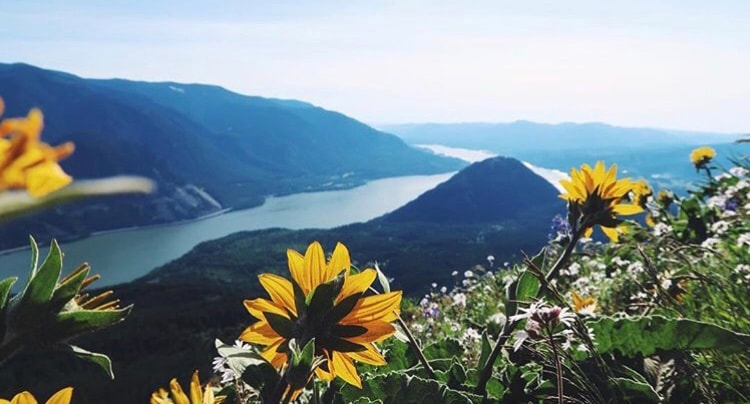 A picture is taken behind yellow flowers, overlooking the Columbia River Gorge.